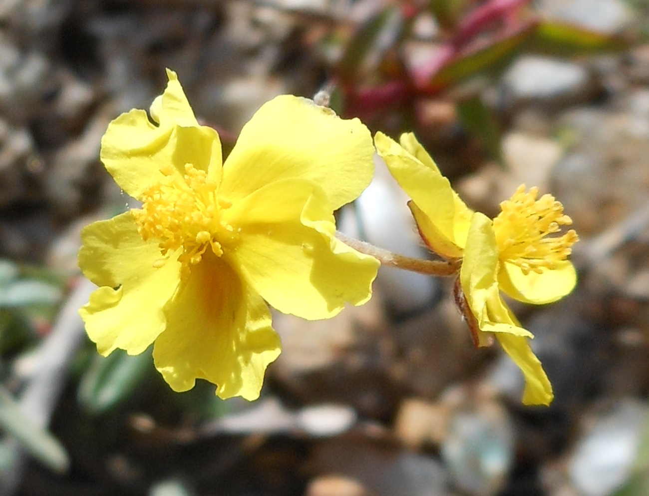 Helianthemum oelandicum subsp. italicum / Eliantemo rupino